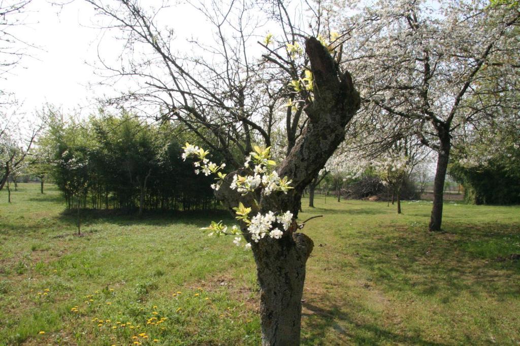 Agriturismo Corte San Girolamo مانتوفا المظهر الخارجي الصورة